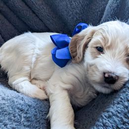 Blue Girl - Parti Goldendoodle puppy in Piedmont, South Carolina from Mountain Ridge Doodles