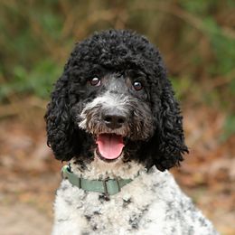 Stella - Double Doodle