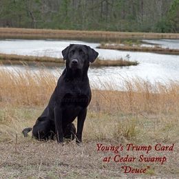Labrador Retrievers from Cedar Swamp Retrievers