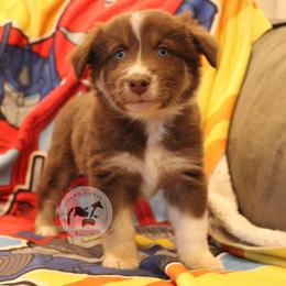 Elita-1 - Red tri-color female Australian Shepherd puppy in Colorado Springs, Colorado from Dawn 2 Dusk Ranch