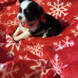 Jada - Black and white female Chihuahua puppy in Beaumont, Texas from Anastasia’s Tiny Pupps