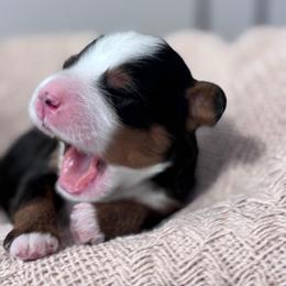 Legacy - Tri-color male Bernedoodle puppy in Hillsboro, Oregon from Myt fine doodles
