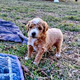 Goldendoodle Puppies from Southern Star Goldendoodles