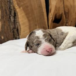 Willa - Blue merle female Aussiedoodle puppy in Lavonia, Georgia from H & A Kennels