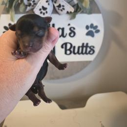 Carter - Black and gold male Yorkshire Terrier puppy in Clermont, Florida from Bella's Prissy Butts