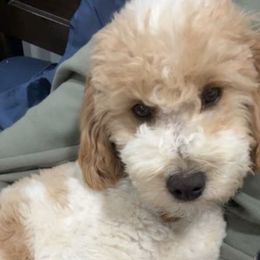 Nova - Goldendoodle