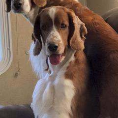 Welsh Springer Spaniels from KayCee’s Welsh Springer Spainels