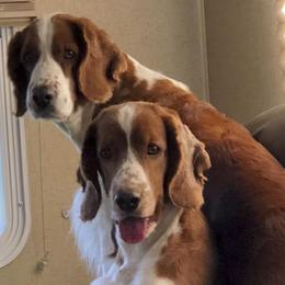 Welsh Springer Spaniels from KayCee’s Welsh Springer Spainels