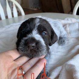 Wirehaired Pointing Griffon Puppies from Happy Hollow Griffons