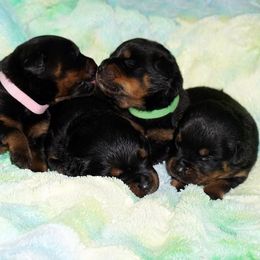 Rottweiler Puppies from Mountain High Kennels