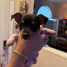 Baby 3 - White black and tan female Toy Fox Terrier puppy in Clermont, Florida from Debbie Hiles's Toy Fox Terriers