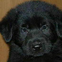 German Shepherd Puppies from Vom Hallynn Haus