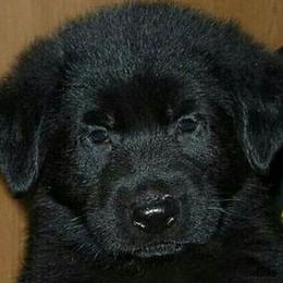German Shepherd Puppies from Vom Hallynn Haus