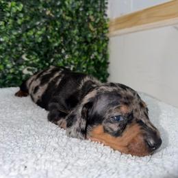 Shadow - Dapple male Dachshund puppy in Santee, California from roxiesminidoxies1