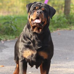 Rottweilers from Vom Hause Alistair
