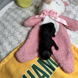Girl 2 - Black female Shih Tzu puppy in Warrior, Alabama from The Anderson Farms Kennel