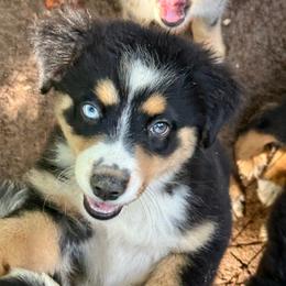 Maeve - Black tri female Miniature Australian Shepherd puppy in Patterson, North Carolina from DreamLine Aussies