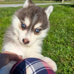 Harley - Black and white male Pomsky puppy in Coatesville, Pennsylvania from Peaceful Pomskys