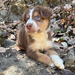 Maverick - Red tri-color male Australian Shepherd puppy in Grants Pass, Oregon from Carmel Mountain Aussies
