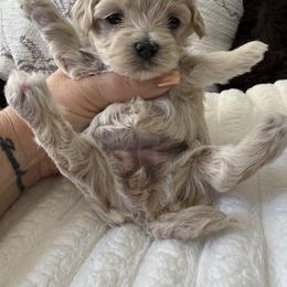 Clove - Apricot female Maltipoo puppy in Fredericktown, Missouri from Doodle Pups Fur-Ever