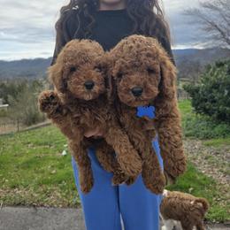 Bernedoodle, Goldendoodle, and Poodle Puppies from 4goldendoodles