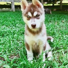 Siberian Husky Puppies from Black Shale Siberians