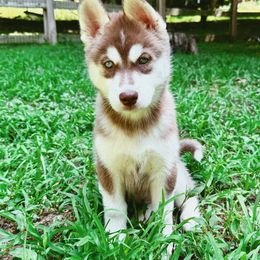 Siberian Husky Puppies from Black Shale Siberians