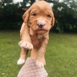 Brown Boy - Red  male Goldendoodle puppy in Richmond, Kentucky from The Doting Doodle