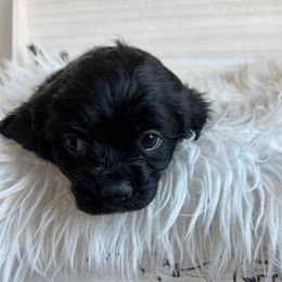 Cavapoos from Ashlee Allred-Baker
