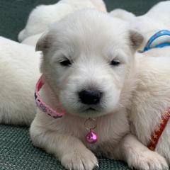 Berger Blanc Suisse and German Shepherd Puppies from Scenic Creek German Shepherds and White Swiss Shepherds