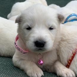 Berger Blanc Suisse and German Shepherd Puppies from Scenic Creek German Shepherds and White Swiss Shepherds