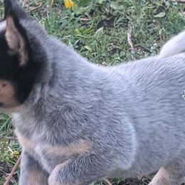 Australian Cattle Dogs from Bullock ACDs