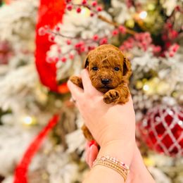 Lumi - Toy Size - Red  female Goldendoodle puppy in Elizabethtown, Kentucky from Reddy Poodles & Doodles
