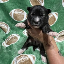 Sirius - Agouti and white male Siberian Husky puppy in Centreville, Maryland from Huskies By the Bay