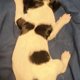 Girl 3 - Black white and tan female English Springer Spaniel puppy in Socorro, New Mexico from Huntin' Buddies