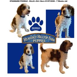 GEORGIA - Ella's Navy Collar Girl - Parti female Poodle puppy in Charlo, Montana from Heavenly Hilltop Farm