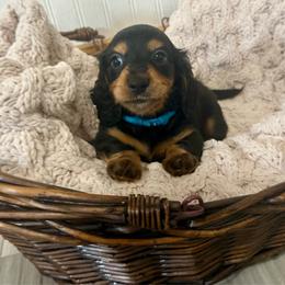 Murphy - Black and tan male Dachshund puppy in Bennett, North Carolina from Cherished Dachshunds