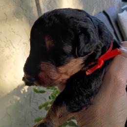 Mr. Red - Black and tan male Airedale Terrier puppy in Trinity, Florida from Black Opal