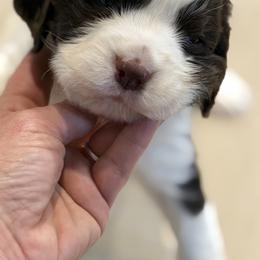 Light green boy - White and liver male English Springer Spaniel puppy in Lufkin, Texas from Shifletknights Springer Spaniels