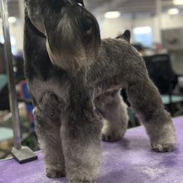Jack - Miniature Schnauzer