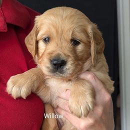 Teal - Golden female Golden Retriever puppy in Troy, Texas from R&R Goldens