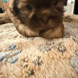 Shih Tzu Puppies from Wood Foo Breeders