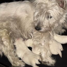 4 - White male West Highland White Terrier puppy in Prudenville, Michigan from Randy Ellen West Highland White Terriers of Michigan