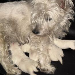 4 - White male West Highland White Terrier puppy in Prudenville, Michigan from Randy Ellen West Highland White Terriers of Michigan