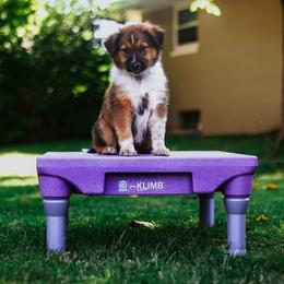 English Shepherd Puppies from Kefi Collie Co