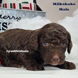 Goldendoodle and Labradoodle Puppies from Grace N Faith Doodles