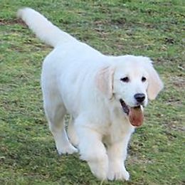 Golden Retrievers from Tradition Golden Retrievers