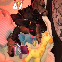 Great Dane All Grown Up from Pegasus Great Danes