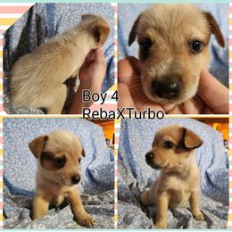 Boy 4 - Red speckled male Australian Cattle Dog puppy in Bradford, Arkansas from Cedar Rock Heelers and Kelpies