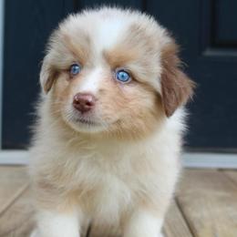 Queen of Hearts - Red merle female Australian Shepherd puppy in Star City, Arkansas from Blush & Lace Aussie Co.